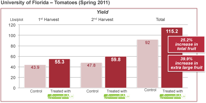 IFAS Data: Accomplish LM Can Improve Tomato Yields and Fruit Size