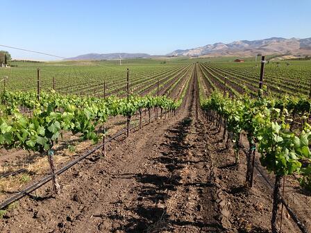 Edna Valley Grapes