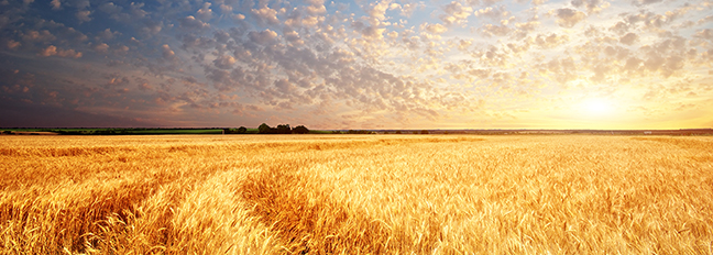 wheat_blog_header