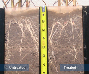 Treating MicroEssentials SZ Fertilizer with Titan Improves Crop Growth