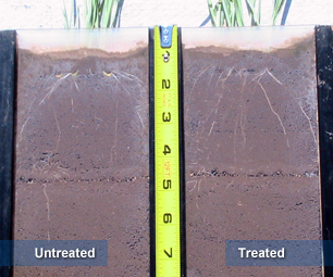 Improved lateral root development (2)
