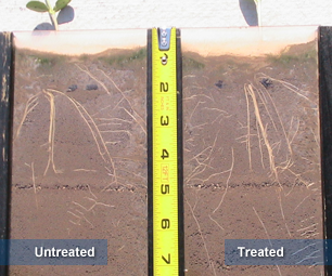 Improved lateral root development (3)