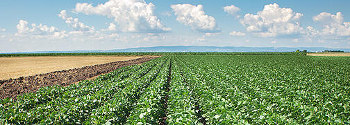 Crop field