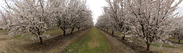 Almond-Trees-Accomplish-LM