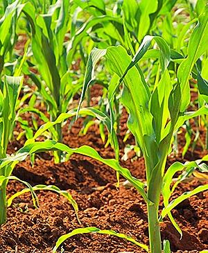 corn_and_soil1