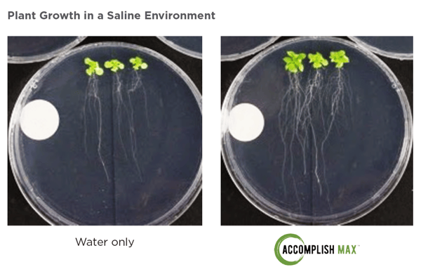 01-21 Accomplish Max saline environment