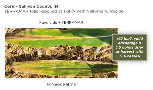 Terramar fungicide corn trial Indiana