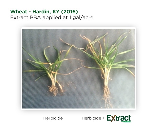 Early_Extract_PBA_Kentucky_Wheat_Results.jpg