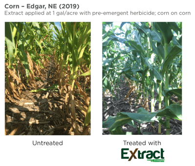 Extract Corn – Edgar NE