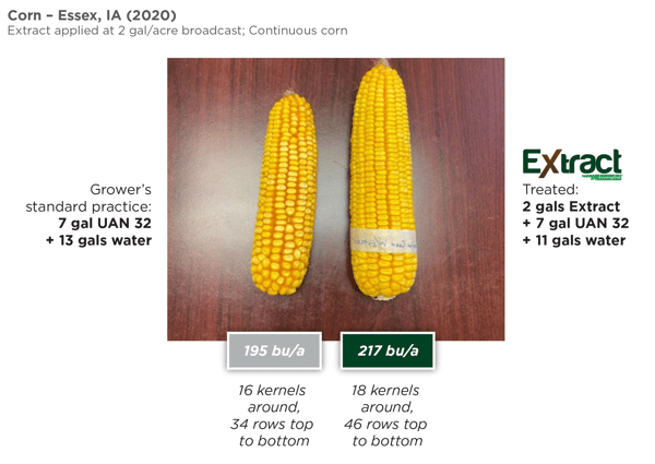 Extract Corn Ears Iowa 