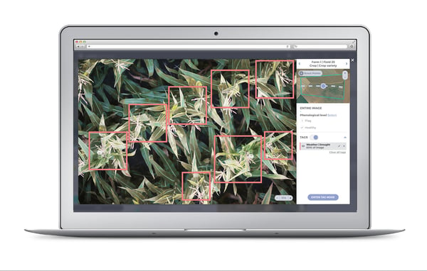 Identifying drought stress in corn with taranis platform.jpg