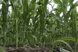 Low-angle view of corn field