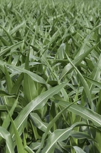 Field of corn-2