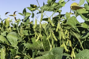 Soybeans in farm field