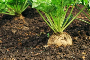 Sugar beet