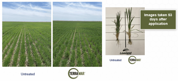 Terramar 6 Kansas Wheat 2023