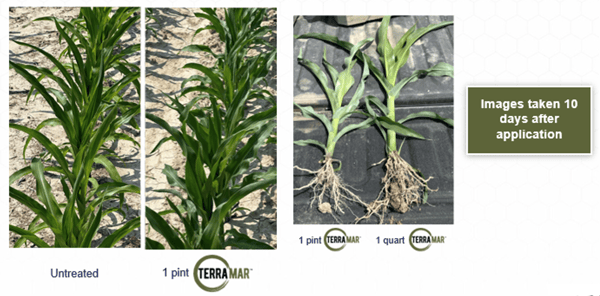 Terramar 7 Illinois Corn 2023-1
