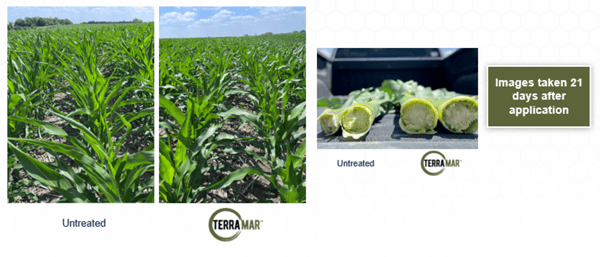 Terramar 8 Nebraska Corn 2023