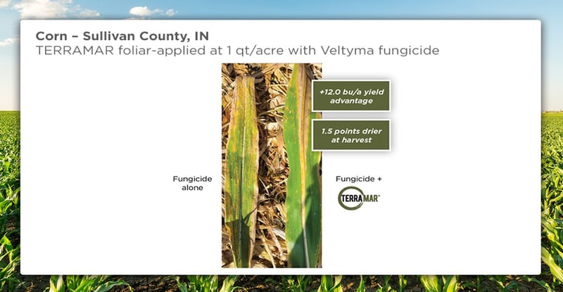 Terramar-fungicide-corn-IN
