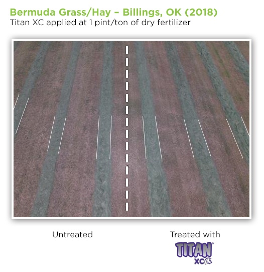 bermuda-grass-OK-2