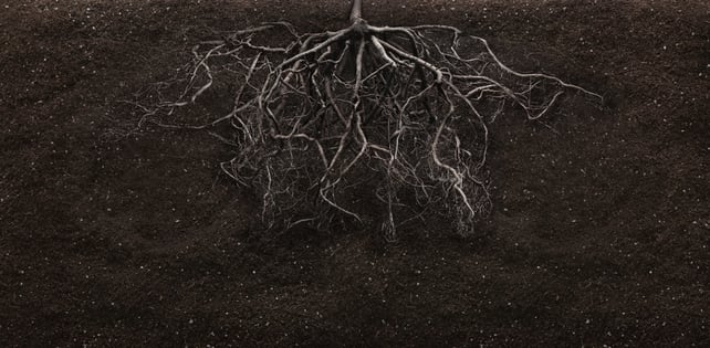 Root field. Корни растений в почве. Корни под землей.