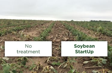 soybean_startup_2