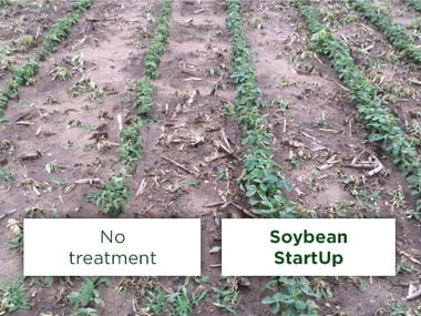 soybean_startup_3