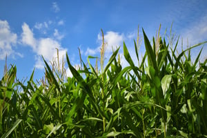 corn tassel