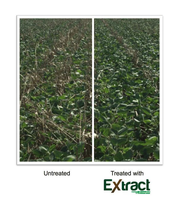 fall_extract_7_cover_crop_soybean.png
