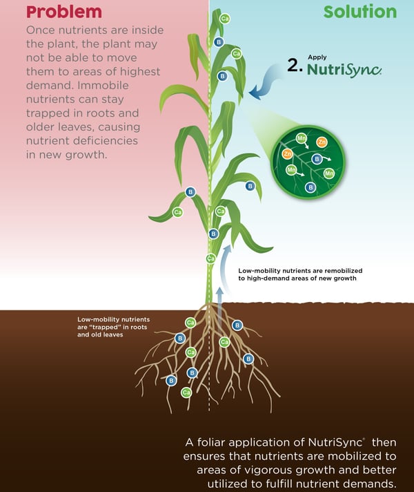 How Do IBA, Kinetin & Nutrient Mobilization Impact Crop Performance?