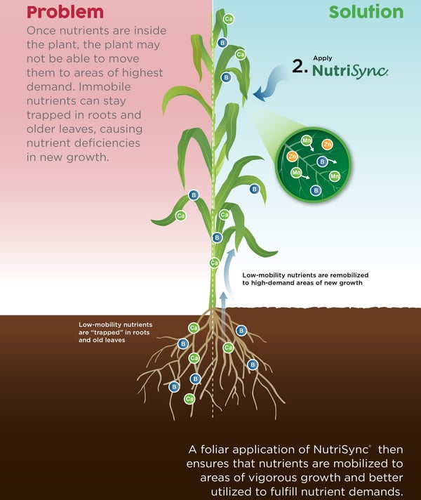 foliar-technologies-nutrisync