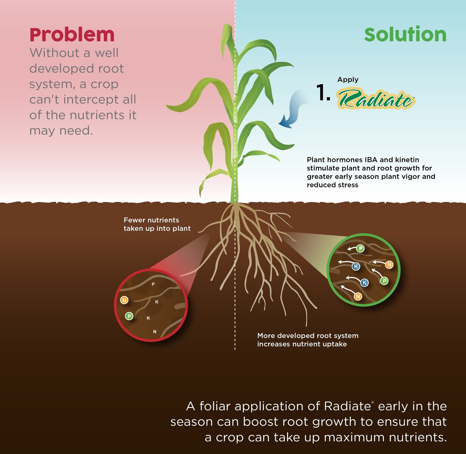 How Do IBA, Kinetin & Nutrient Mobilization Impact Crop Performance?
