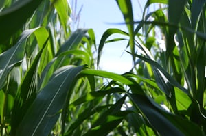 green corn