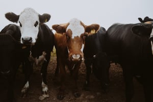 livestock cows