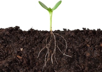 seedling_roots_soil-1.jpg