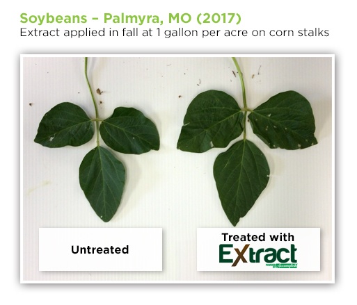soybeans-4.jpg