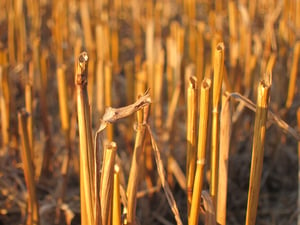 wheat after harvest