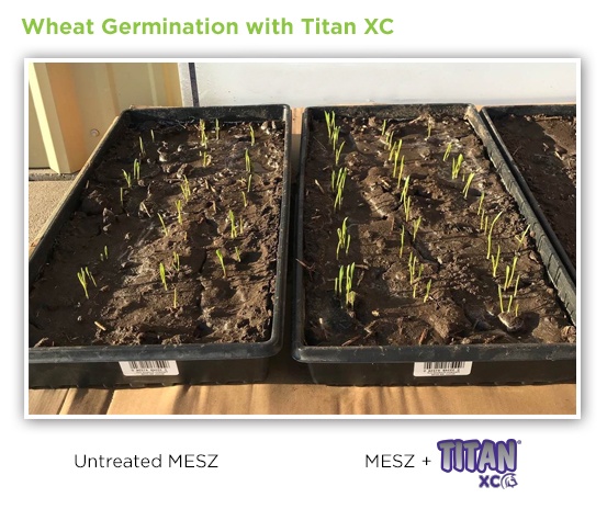 wheat-germination-titan-xc