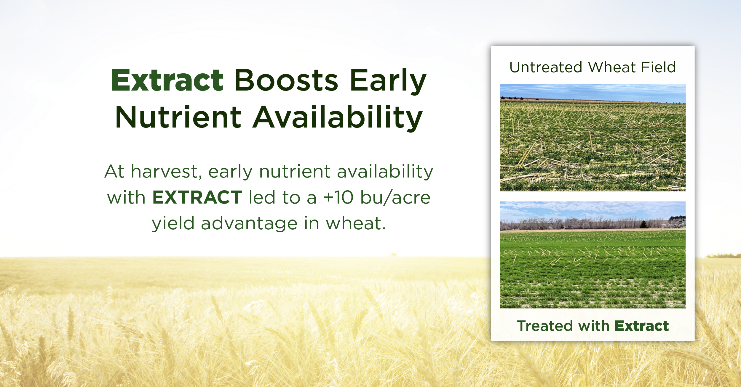Wheat Crop Benefits from Early Nutrient Availability with EXTRACT