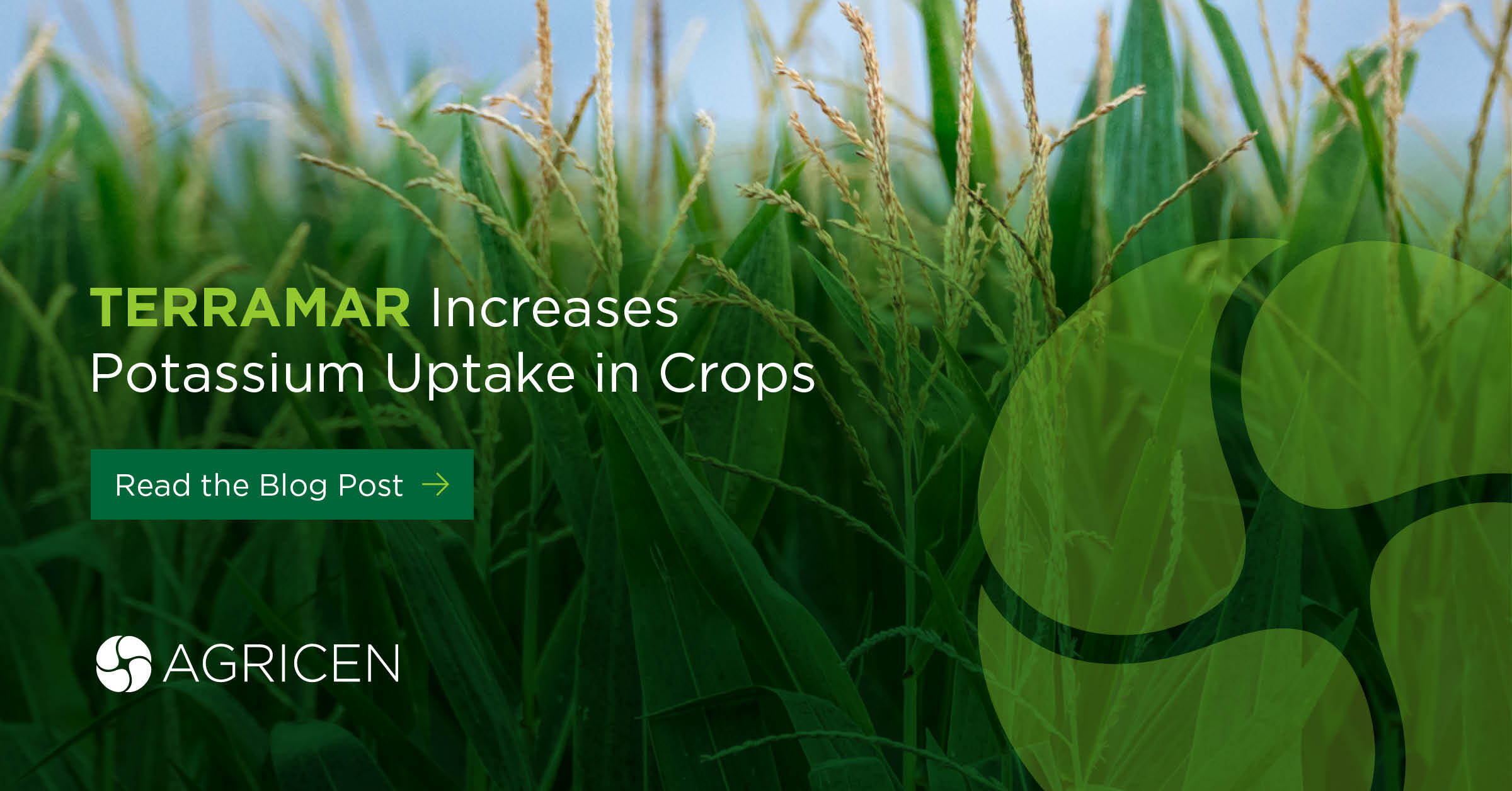 How to Increase Potassium Uptake in Crops with TERRAMAR
