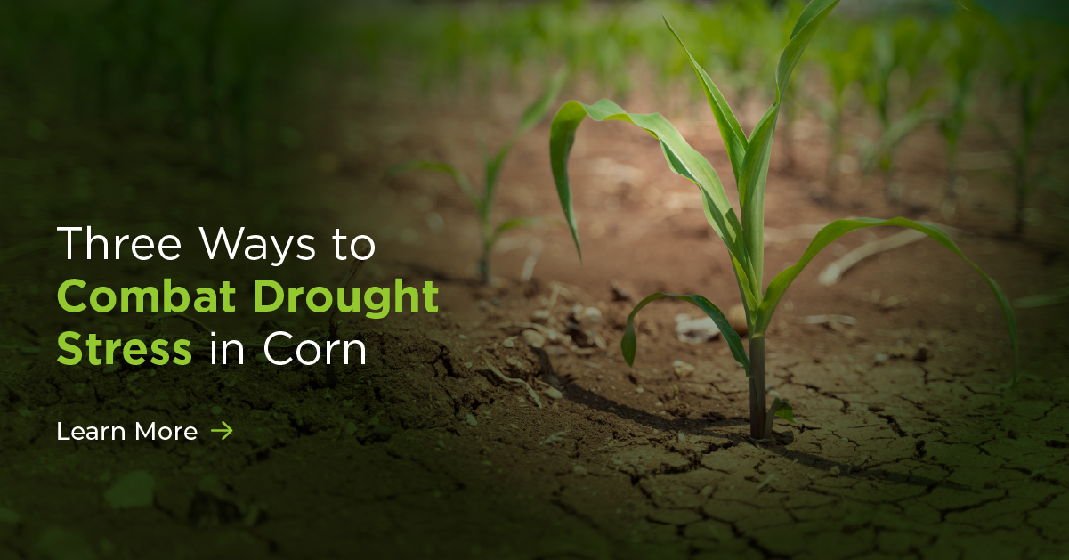 Three Ways to Combat Drought Stress in Corn