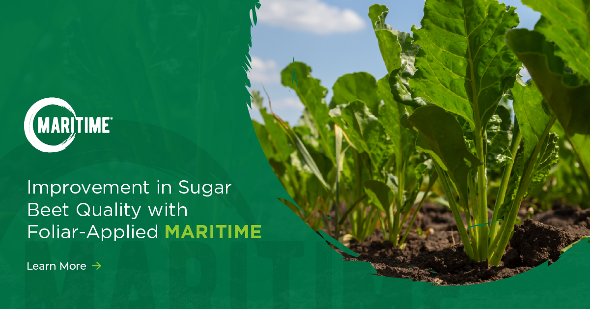 Improvement in Sugar Beet Quality with Foliar-Applied MARITIME