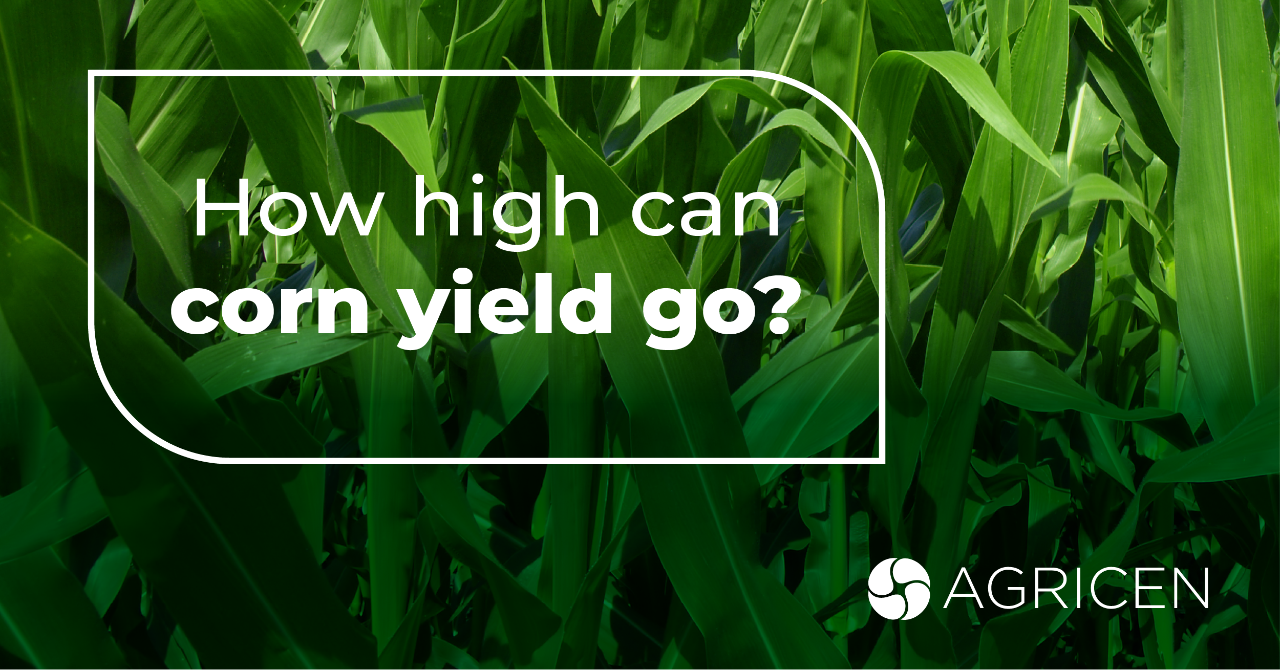 Striving for Record Corn Yields