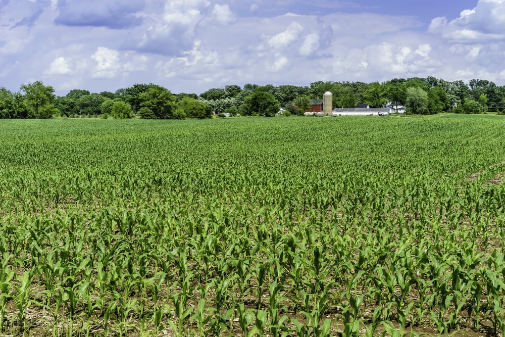 Raising Soil Fertility & Crop Yields on Continuous Corn Acres