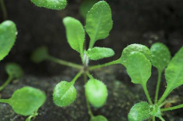 U Kentucky Research Shows Microbially Derived Product Can Increase Plant Flavonoid & Lignin Content