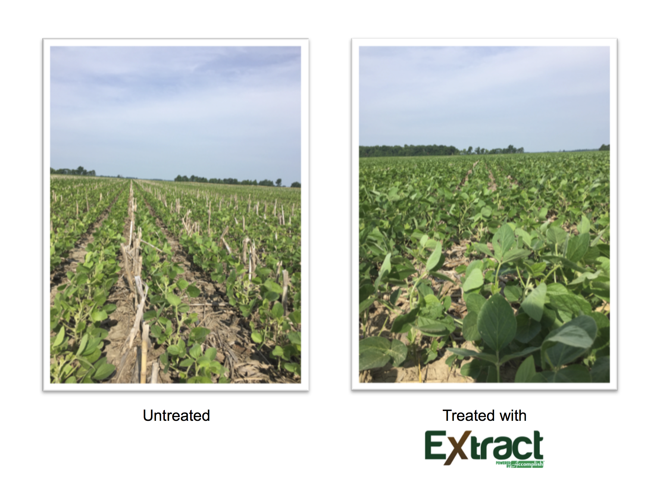 Releasing Nutrients from Cover Crop Skeletons with EXTRACT PBA