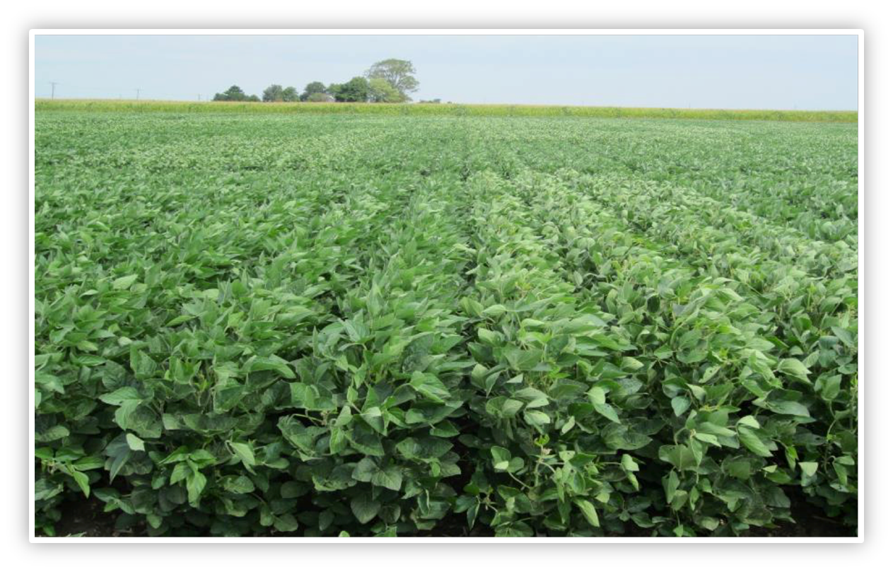 [RFD IL Radio] Improving Soybean Performance with Spring Applications